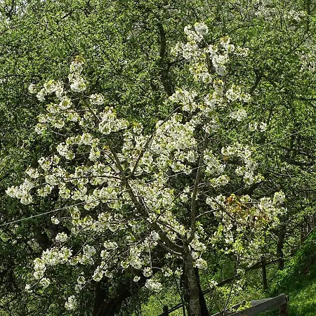 Biobauernhof Fritzn Bauernhof Althofen (Carinthia)